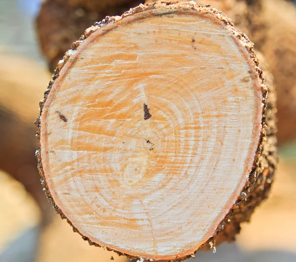 Logger man cutting wood — Stock Photo, Image