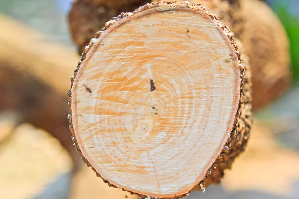 Logger man cutting wood — Stock Photo, Image
