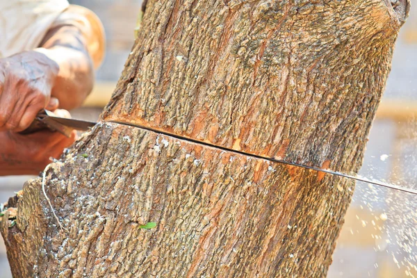 Logger man cutting wood