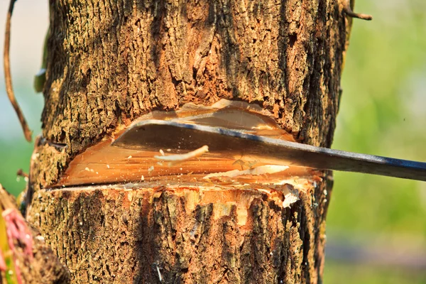 Holzfäller beim Holzfällen — Stockfoto