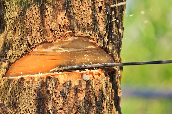 ロガーの男性切断木 — ストック写真