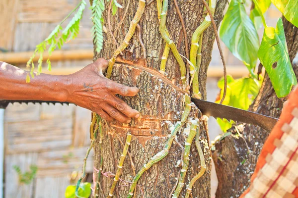 Logger man cutting wood — Stock Photo, Image