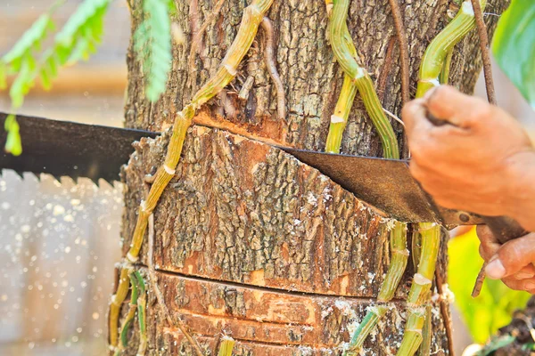 Logger man cutting wood — Stock Photo, Image