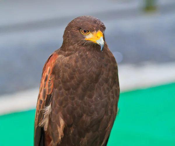 Hawk — Stock Photo, Image