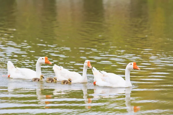 Gås — Stockfoto