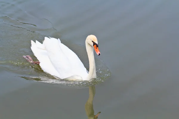 Swam — Stock Photo, Image