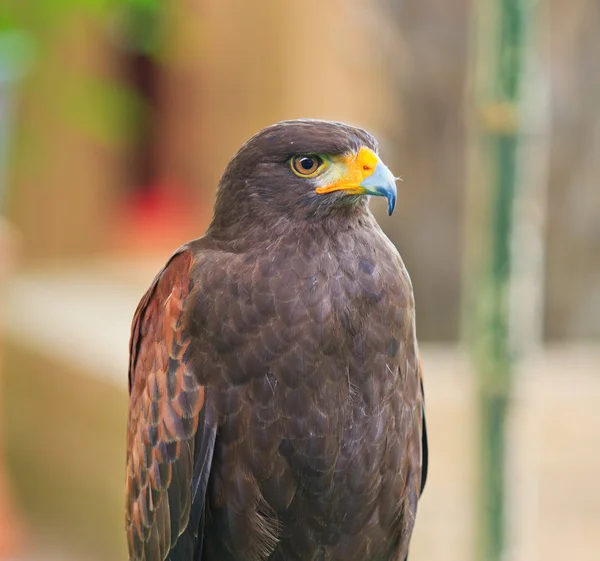 Hawk — Stockfoto