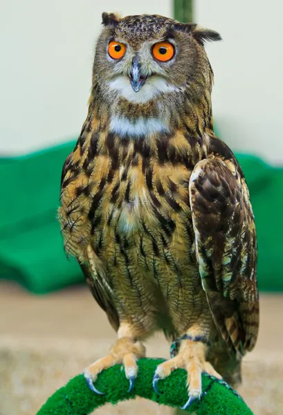 Búho águila — Foto de Stock