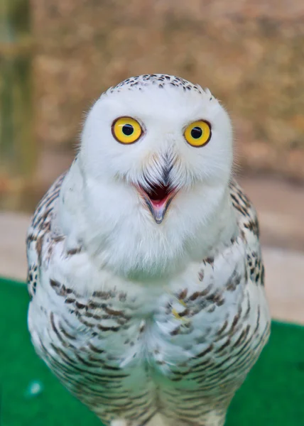 Sneeuw-uil — Stockfoto