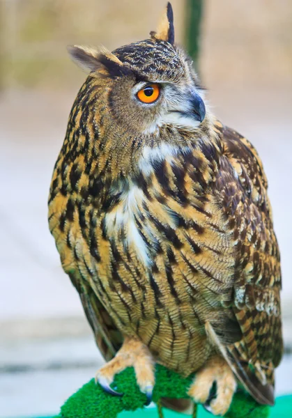 Búho águila — Foto de Stock