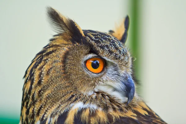 Búho águila — Foto de Stock