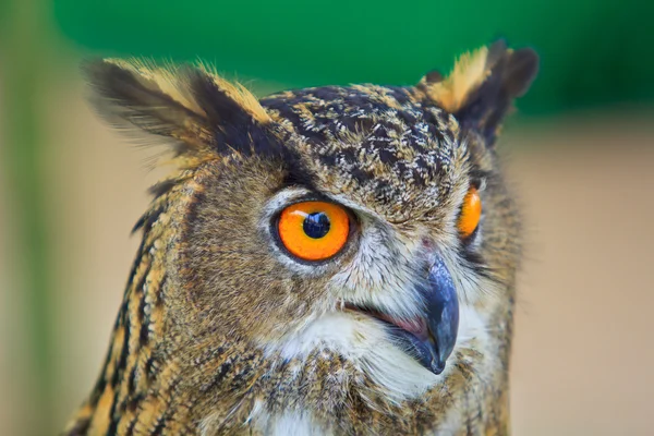Eagle Owl — Stock Photo, Image