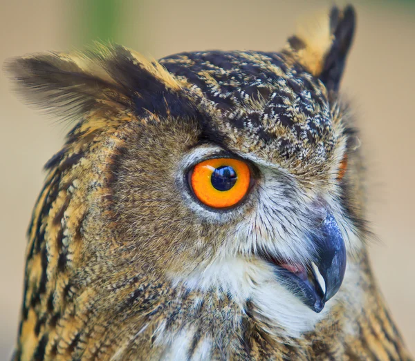 Eagle owl — Stock fotografie