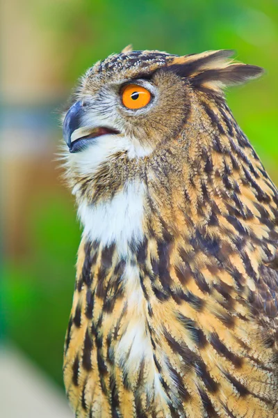 Kartal baykuş — Stok fotoğraf