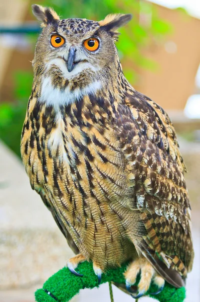 Búho águila — Foto de Stock