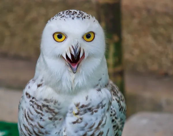 Snow owl — Stock Photo, Image