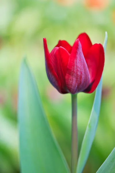 Fresh tulips — Stock Photo, Image