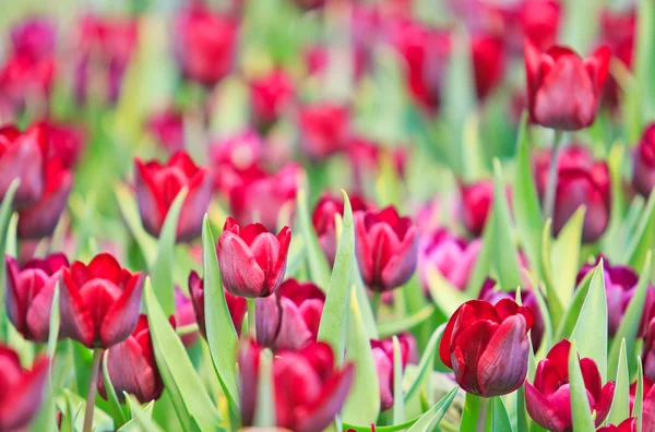 Verse tulpen — Stockfoto