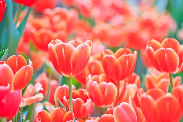 Fresh tulips — Stock Photo, Image