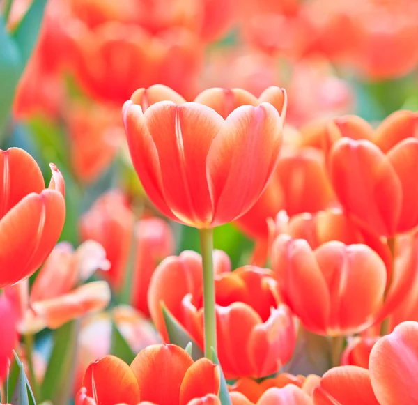 Fresh tulips — Stock Photo, Image