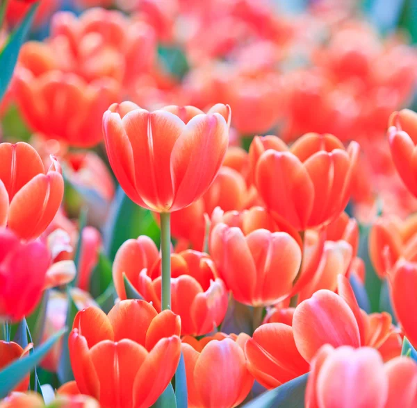 Fresh tulips — Stock Photo, Image