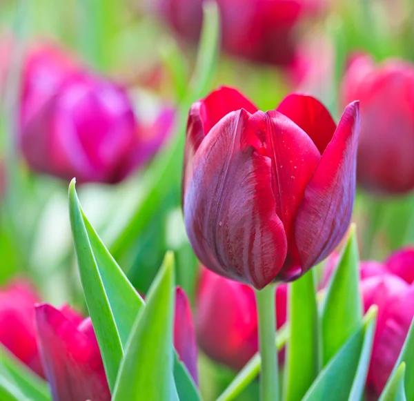 Tulipanes frescos — Foto de Stock