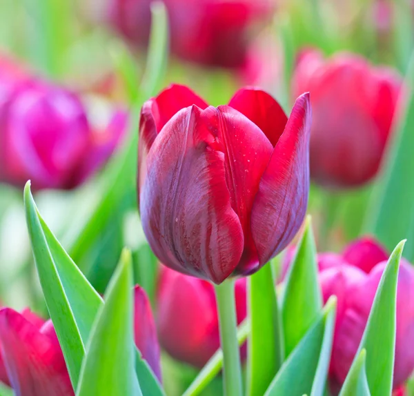 Tulipanes frescos — Foto de Stock