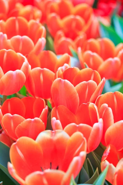 Fresh tulips — Stock Photo, Image