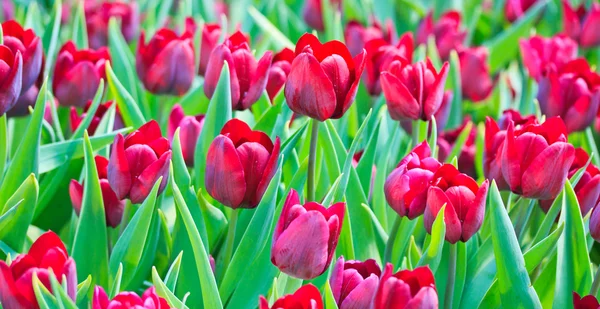 Fresh tulips — Stock Photo, Image