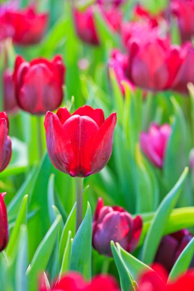 Tulipes fraîches — Photo