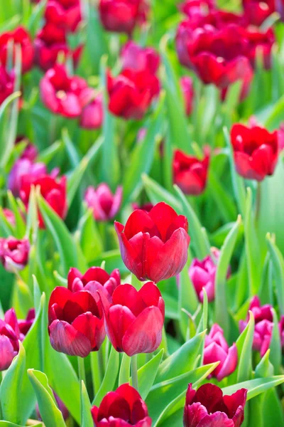 Verse tulpen — Stockfoto