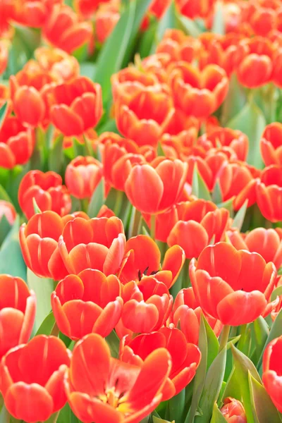 Fresh tulips — Stock Photo, Image