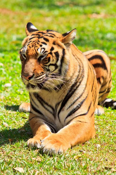 Tigre — Foto Stock