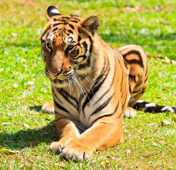 Tigre — Fotografia de Stock