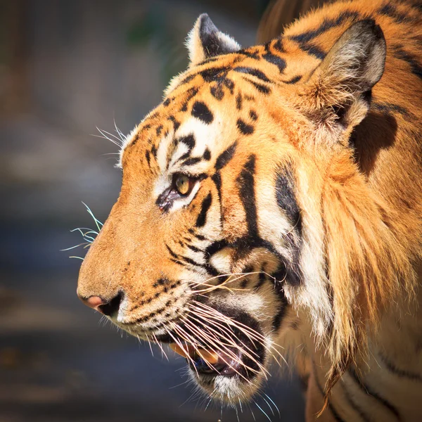 Tigre — Foto Stock