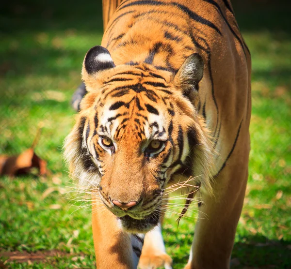 Tiger — Stockfoto