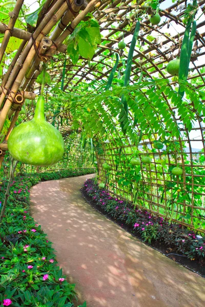 Groene tunnel — Stockfoto