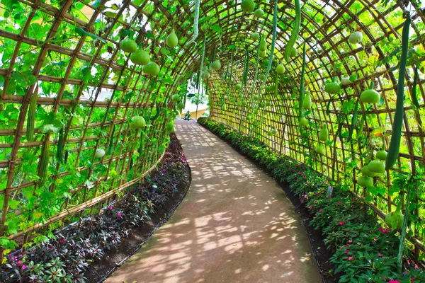 Túnel verde — Fotografia de Stock