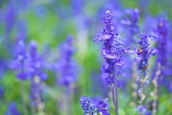 Lavanda roxa — Fotografia de Stock