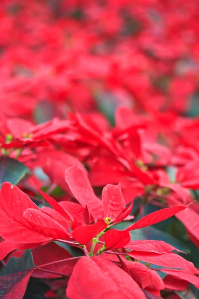 Christmas Flowers — Stock Photo, Image