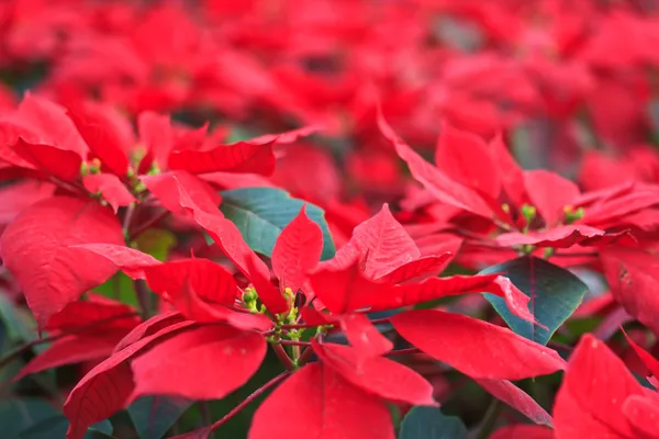 Kerstmis bloemen — Stockfoto