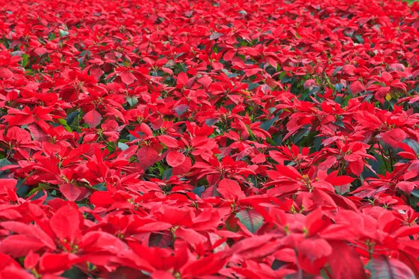 Kerstmis bloemen — Stockfoto