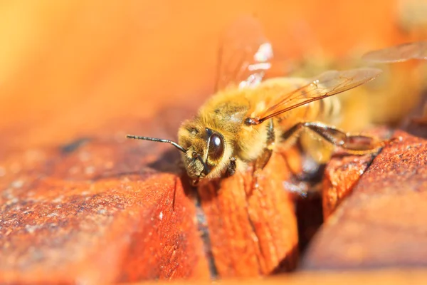 Abejas — Foto de Stock