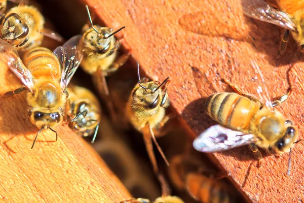 Bienen — Stockfoto