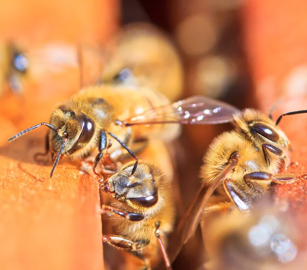 Abejas — Foto de Stock