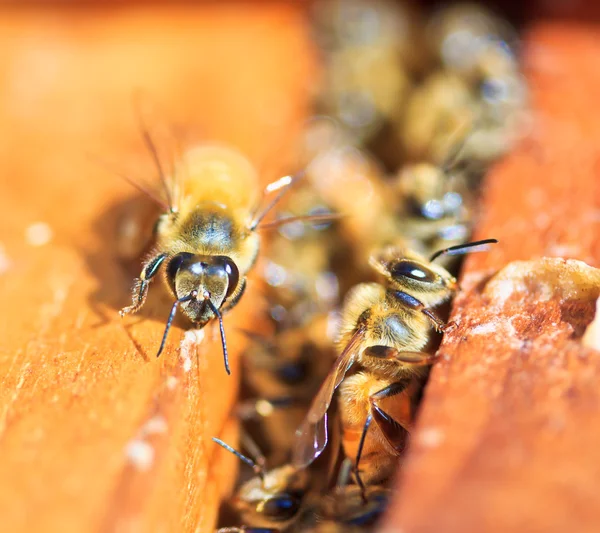 Bees — Stock Photo, Image