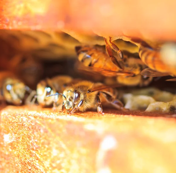 Bienen — Stockfoto