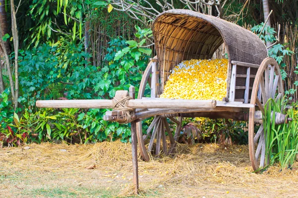 Cart Cocoon — Stock Photo, Image