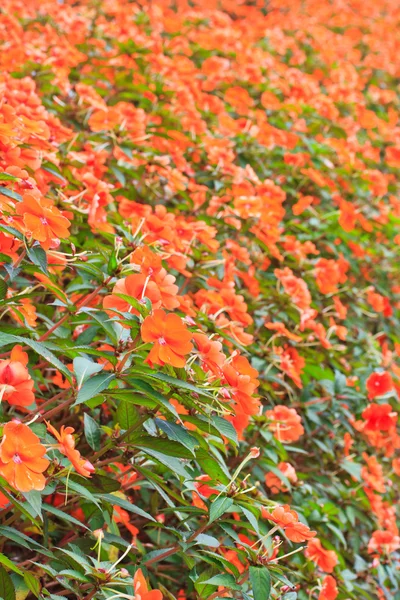 Vackra blommor — Stockfoto