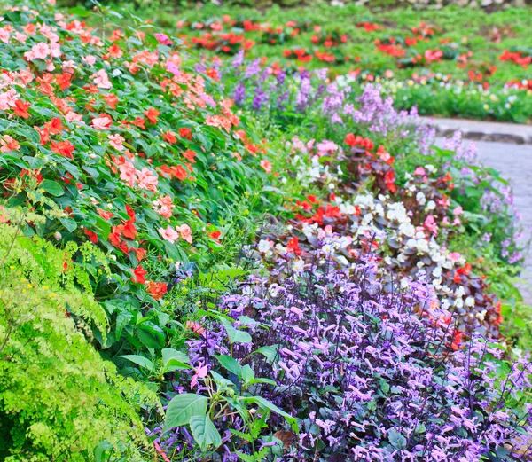 Beautiful flowers — Stock Photo, Image